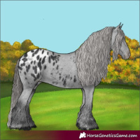 Horse Color:Black Appaloosa 