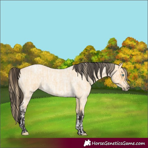 Horse Color:Buckskin Roan Pearl  and Buckskin Roan 