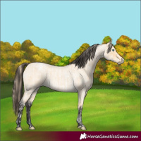 Horse Color:Buckskin Roan Pearl and Buckskin Roan