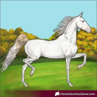 Horse Color:Buckskin Roan Pearl  and Amber Cream Champagne Roan Pearl 