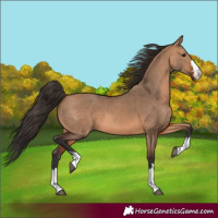 Horse Color:Bay Dun