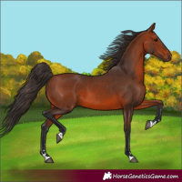Horse Color:Bay 