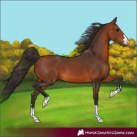 Horse Color:Bay 