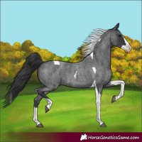 Horse Color:Blue Roan Splash Tobiano 