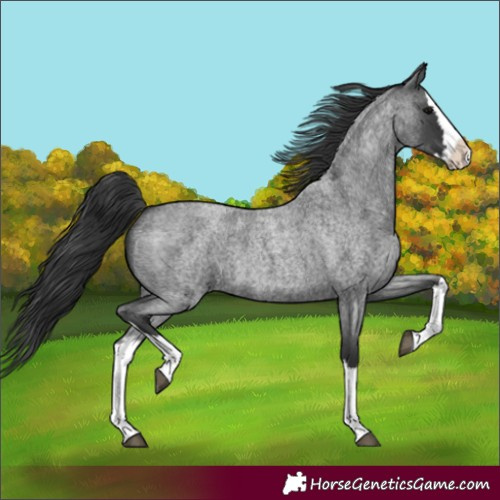 Horse Color:Blue Roan Splash 