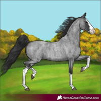 Horse Color:Blue Roan Splash 