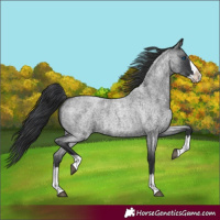 Horse Color:Blue Roan Splash 