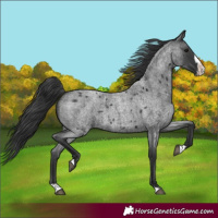 Horse Color:Blue Roan Splash 