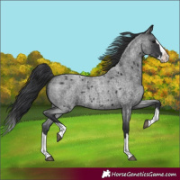 Horse Color:Blue Roan Splash 