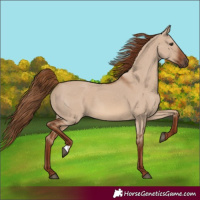 Horse Color:Red Dun 