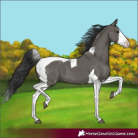 Horse Color:Grullo Splash Tobiano