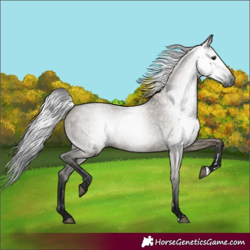 Horse Color:Gray Grullo 