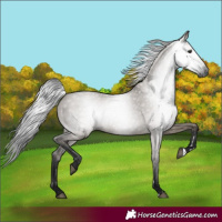 Horse Color:Gray Grullo 