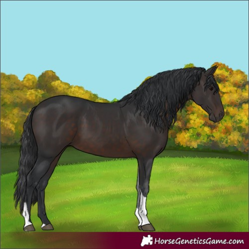 Horse Color:Unknown 