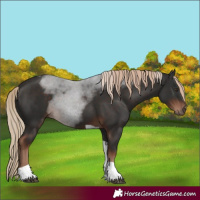 Horse Color:Liver Chestnut Tobiano 