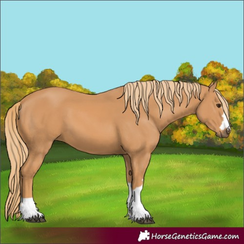 Horse Color:Unknown