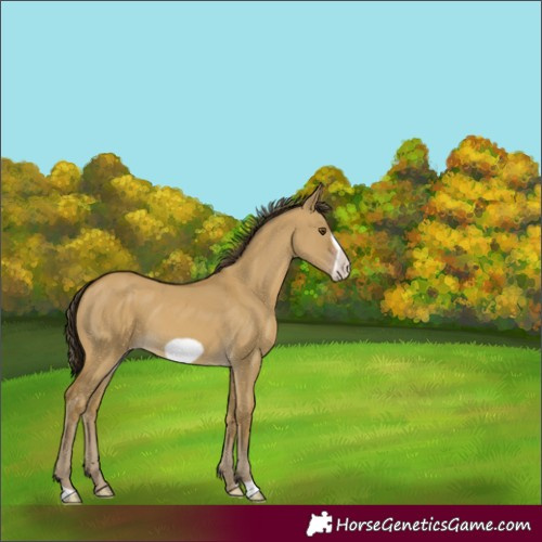 Horse Color:Classic Cream Champagne Dun Frame 