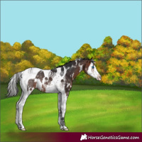 Horse Color:White Spotted Bay Splash Tobiano
