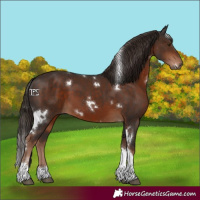 Horse Color:White Spotted Liver Chestnut Tobiano 