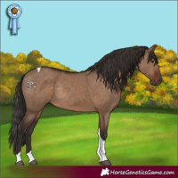 Horse Color:Liver Red Dun Tobiano Rabicano