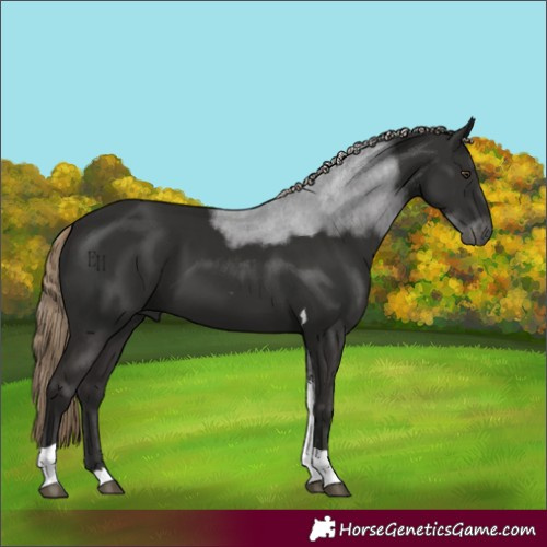 Horse Color:Liver Chestnut Tobiano 