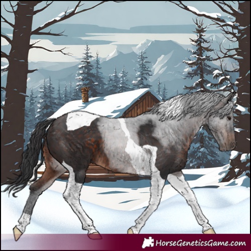 Horse Color:Brown Tobiano