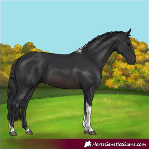 Horse Color:Brown Tobiano