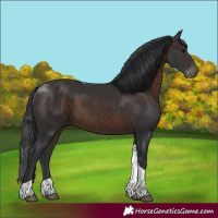 Horse Color:Brown Tobiano
