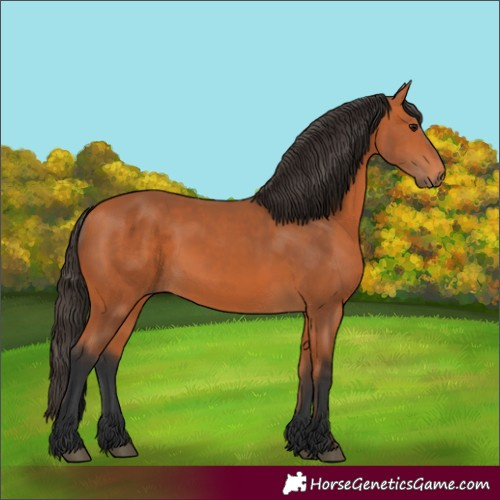 Horse Color:Bay 