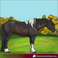 Horse Color:Brown Tobiano 