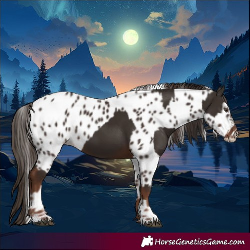 Horse Color:Liver Chestnut  and Liver Chestnut Appaloosa 