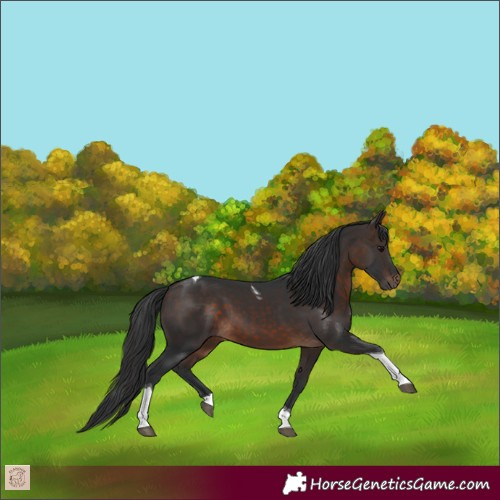 Horse Color:Brown Tobiano