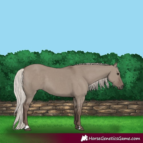 Horse Color:Silver Grullo 