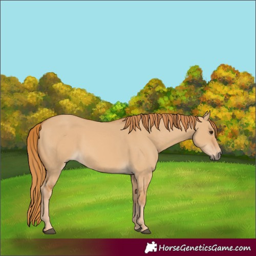 Horse Color:Red Dun 