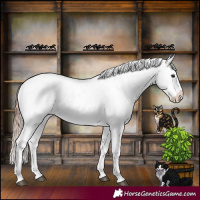 Horse Color:Liver Chestnut Sabino Splash Snowflake Varnish