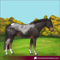 Horse Color:Liver Chestnut Tobiano 