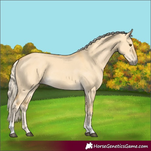 Horse Color:Palomino Dun Tobiano