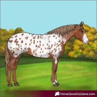 Horse Color:Chestnut Sabino Near Leopard 
