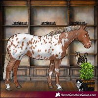 Horse Color:White Spotted Chestnut Appaloosa Rabicano 