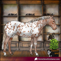 Horse Color:White Spotted Chestnut Near Leopard Rabicano 