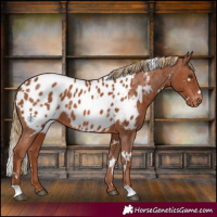 Horse Color:White Spotted Chestnut Near Leopard Rabicano 