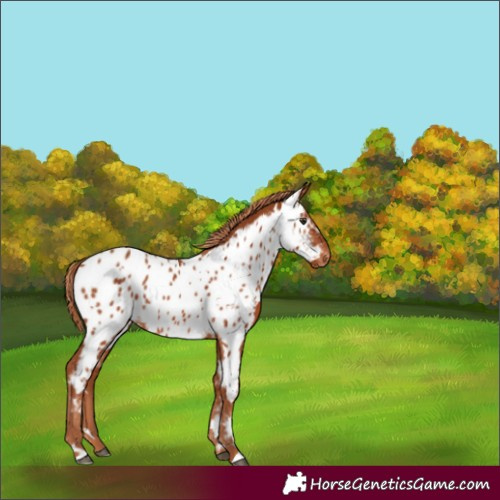 Horse Color:White Spotted Chestnut Appaloosa 