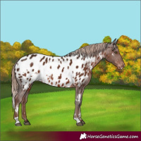 Horse Color:White Spotted Liver Chestnut Appaloosa Rabicano