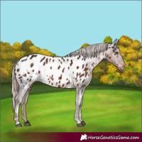 Horse Color:White Spotted Liver Chestnut Appaloosa Rabicano 
