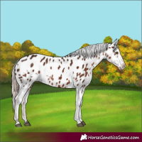 Horse Color:White Spotted Liver Chestnut Appaloosa Rabicano 