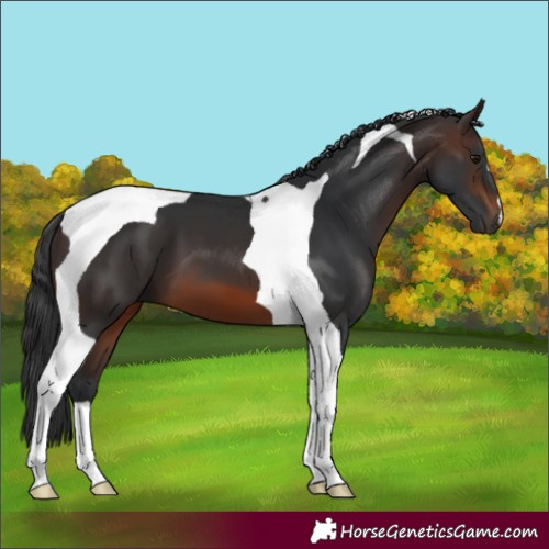 Horse Color:Brown Tobiano 
