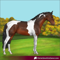 Horse Color:Brown Tobiano 
