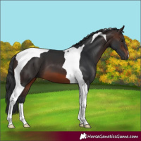 Horse Color:Brown Tobiano 