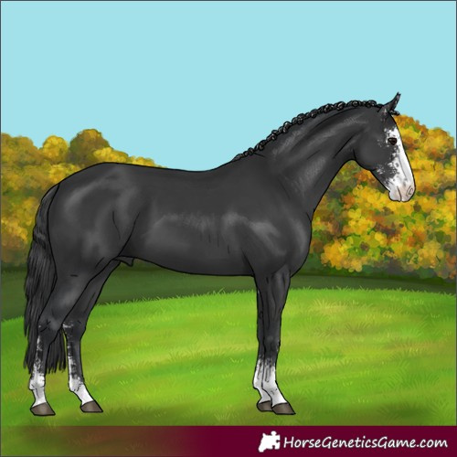 Horse Color:Black Sabino