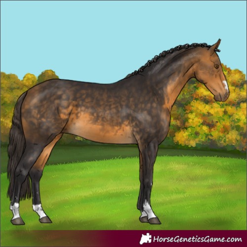 Horse Color:Buckskin